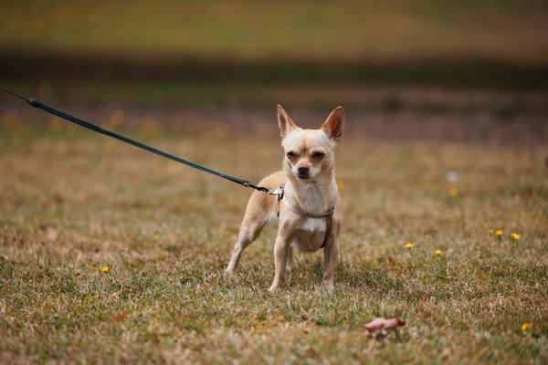 What are the advantages of open-plan living in UK homes?